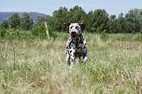 DALMATIEN 339